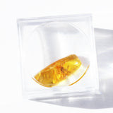 Baltic Amber insect inclusion 10