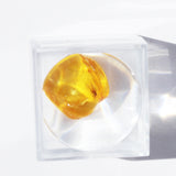 Baltic Amber insect inclusion 12