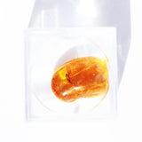 Baltic Amber insect inclusion 11