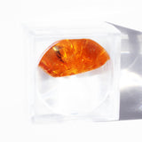 Baltic Amber insect inclusion 11