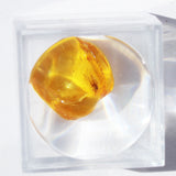 Baltic Amber insect inclusion 12