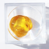 Baltic Amber insect inclusion 12