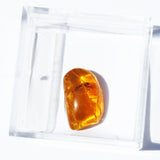 Baltic Amber insect inclusion 11