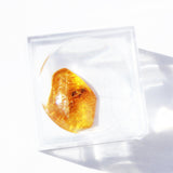Baltic Amber insect inclusion 13