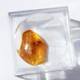Baltic Amber insect inclusion 13