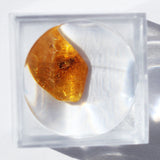 Baltic Amber insect inclusion 13
