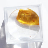 Baltic Amber insect inclusion 14