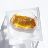 Baltic Amber insect inclusion 14