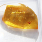 Baltic Amber insect inclusion 14
