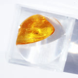 Baltic Amber insect inclusion 15