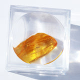 Baltic Amber insect inclusion 15