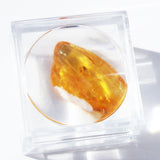 Baltic Amber insect inclusion 15