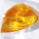 Baltic Amber insect inclusion 15