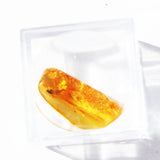 Baltic Amber insect inclusion 16