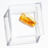 Baltic Amber insect inclusion 16