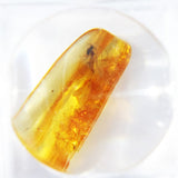 Baltic Amber insect inclusion 16