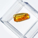 Baltic Amber insect inclusion 16