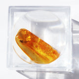 Baltic Amber insect inclusion 16
