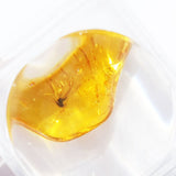 Baltic Amber insect inclusion 17