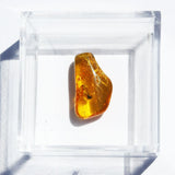 Baltic Amber insect inclusion 17