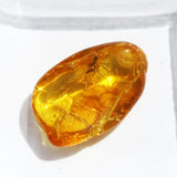 Baltic Amber insect inclusion 19
