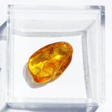 Baltic Amber insect inclusion 19