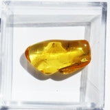 Baltic Amber insect inclusion 20