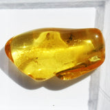 Baltic Amber insect inclusion 20