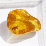 Baltic Amber insect inclusion 21