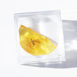 Baltic Amber insect inclusion 22