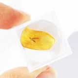 Baltic Amber insect inclusion 22