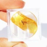 Baltic Amber insect inclusion 22