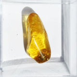 Baltic Amber insect inclusion 23