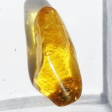 Baltic Amber insect inclusion 23