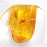 Baltic Amber insect inclusion 26
