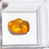 Baltic Amber insect inclusion 26
