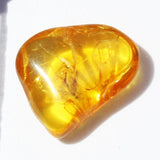 Baltic Amber insect inclusion 28
