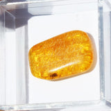 Baltic Amber insect inclusion 29