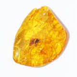 Baltic Amber insect inclusion 30