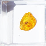 Baltic Amber insect inclusion 30