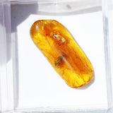 Baltic Amber insect inclusion 31