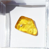 Baltic Amber insect inclusion 32