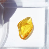 Baltic Amber insect inclusion 33