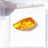 Baltic Amber insect inclusion 34