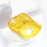 Baltic Amber insect inclusion 36