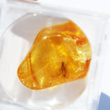 Baltic Amber insect inclusion 37