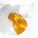 Baltic Amber insect inclusion 39