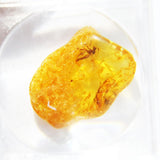 Baltic Amber insect inclusion 41