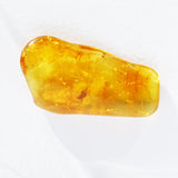 Baltic Amber insect inclusion 42