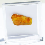 Baltic Amber insect inclusion 42